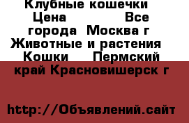 Клубные кошечки › Цена ­ 10 000 - Все города, Москва г. Животные и растения » Кошки   . Пермский край,Красновишерск г.